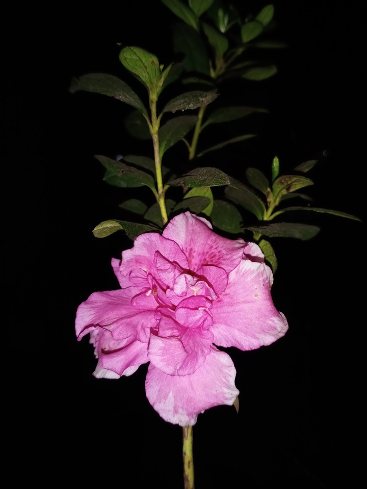 pink flower