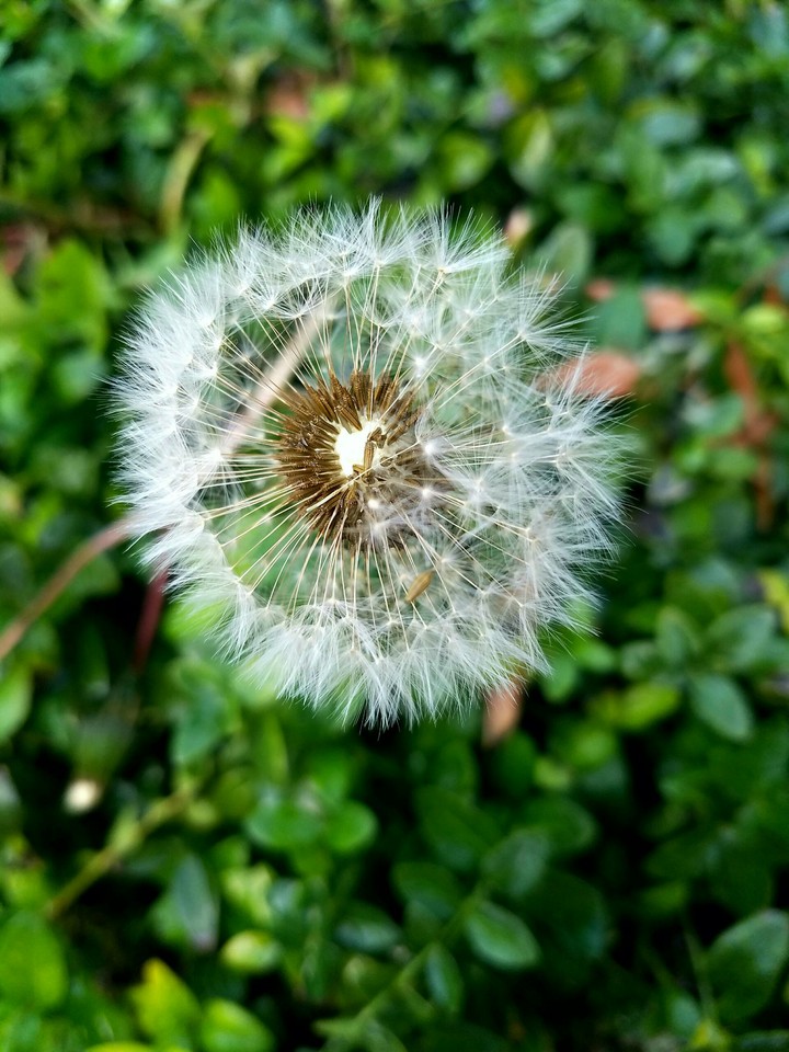A dream is a wish