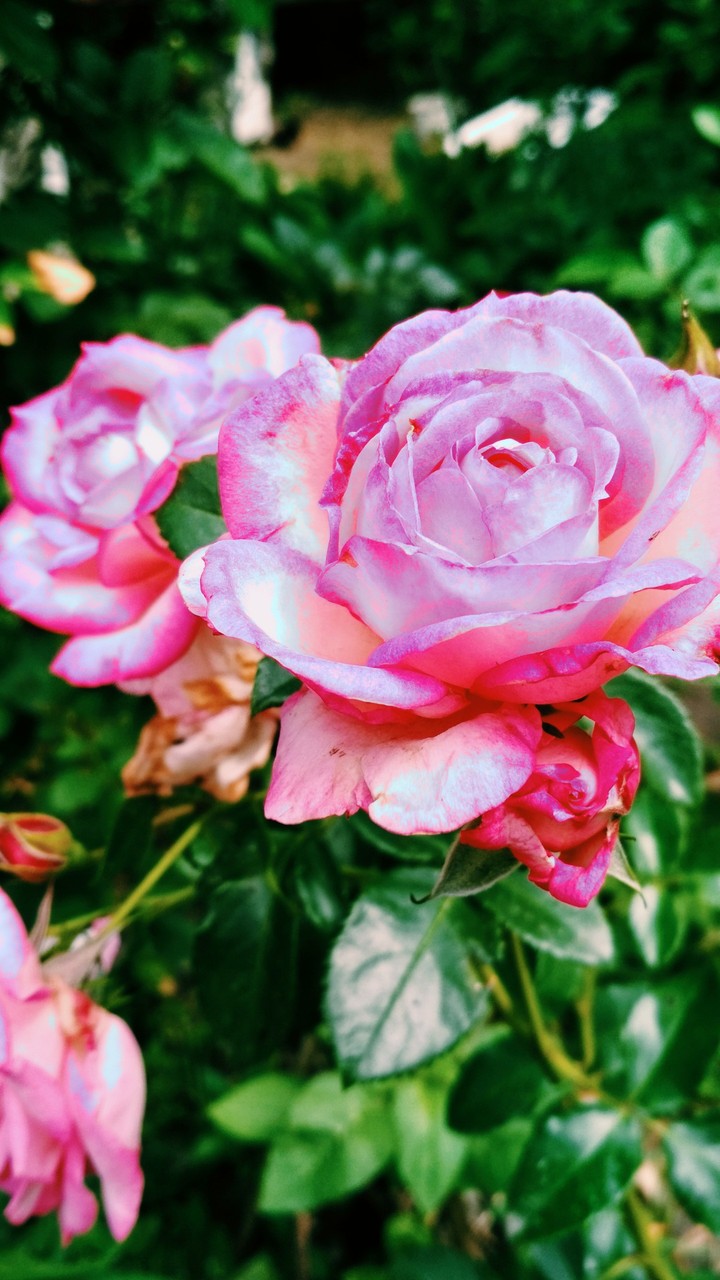 rose