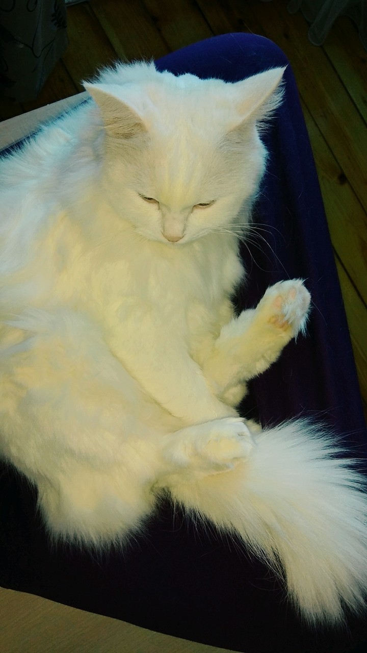 Котя