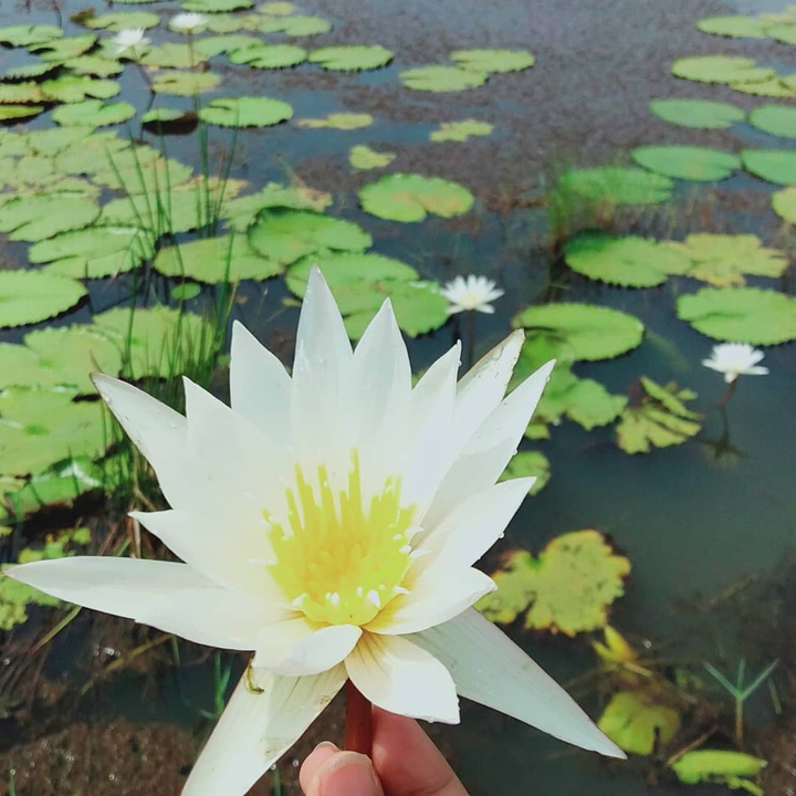 lotus