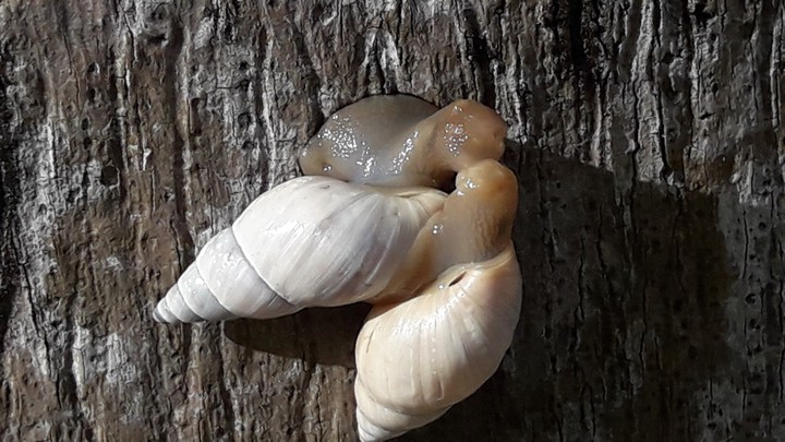 Love caracol????