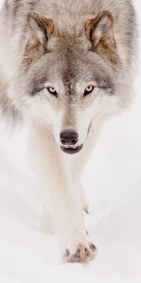 snout, wildlife duvar kağıtları