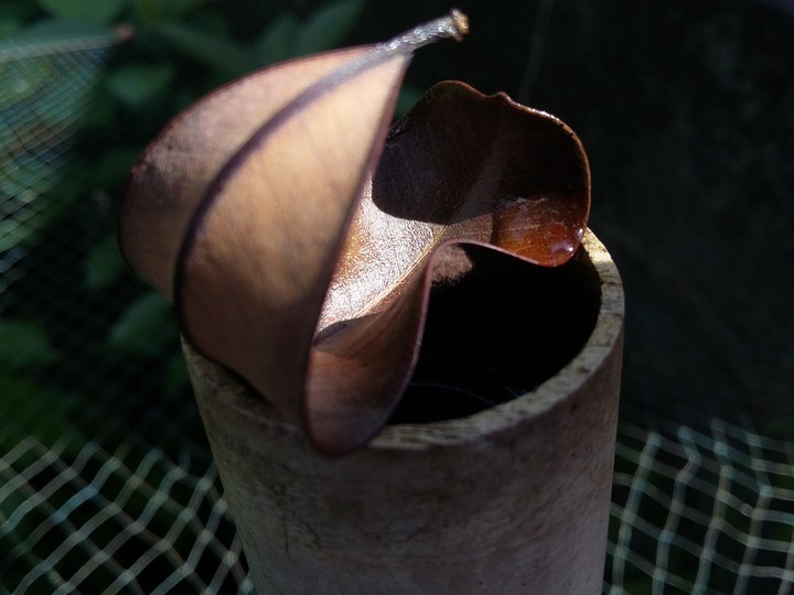 shippy leaf