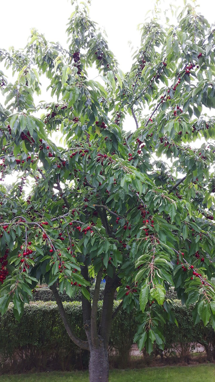 Kirschbaum