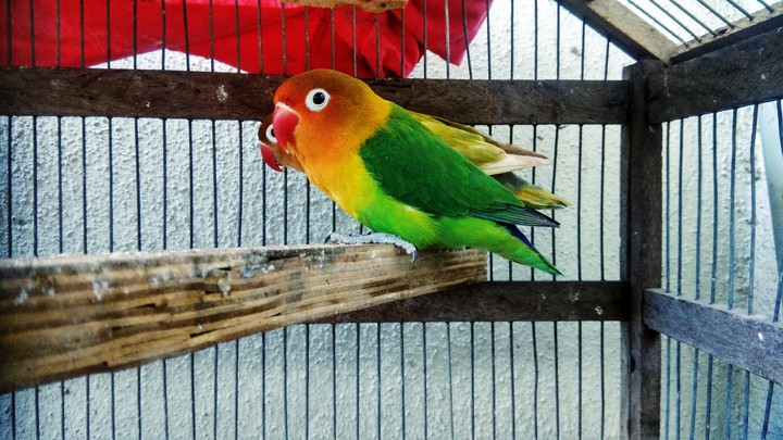 Love birds