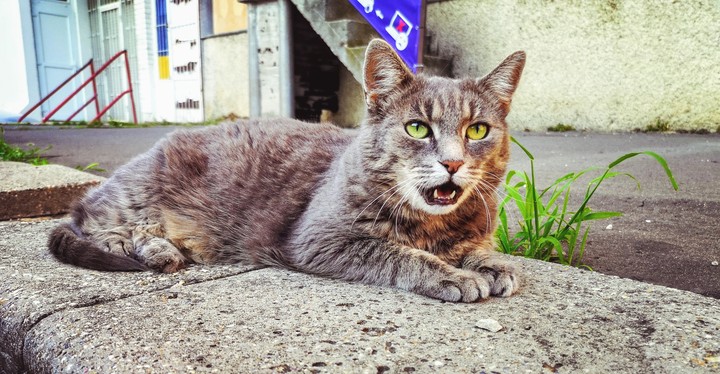cat