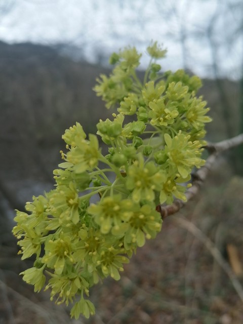 sfondi grass, flower