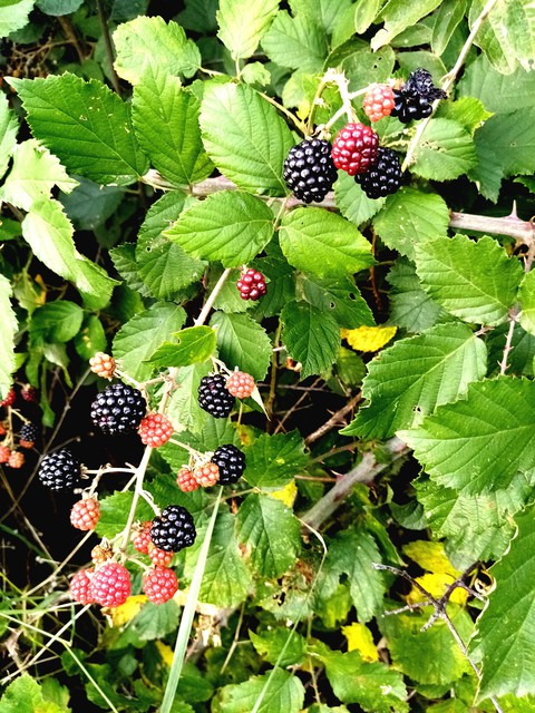 Fruits sauvages de saison !