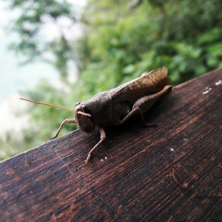 Saltamontes