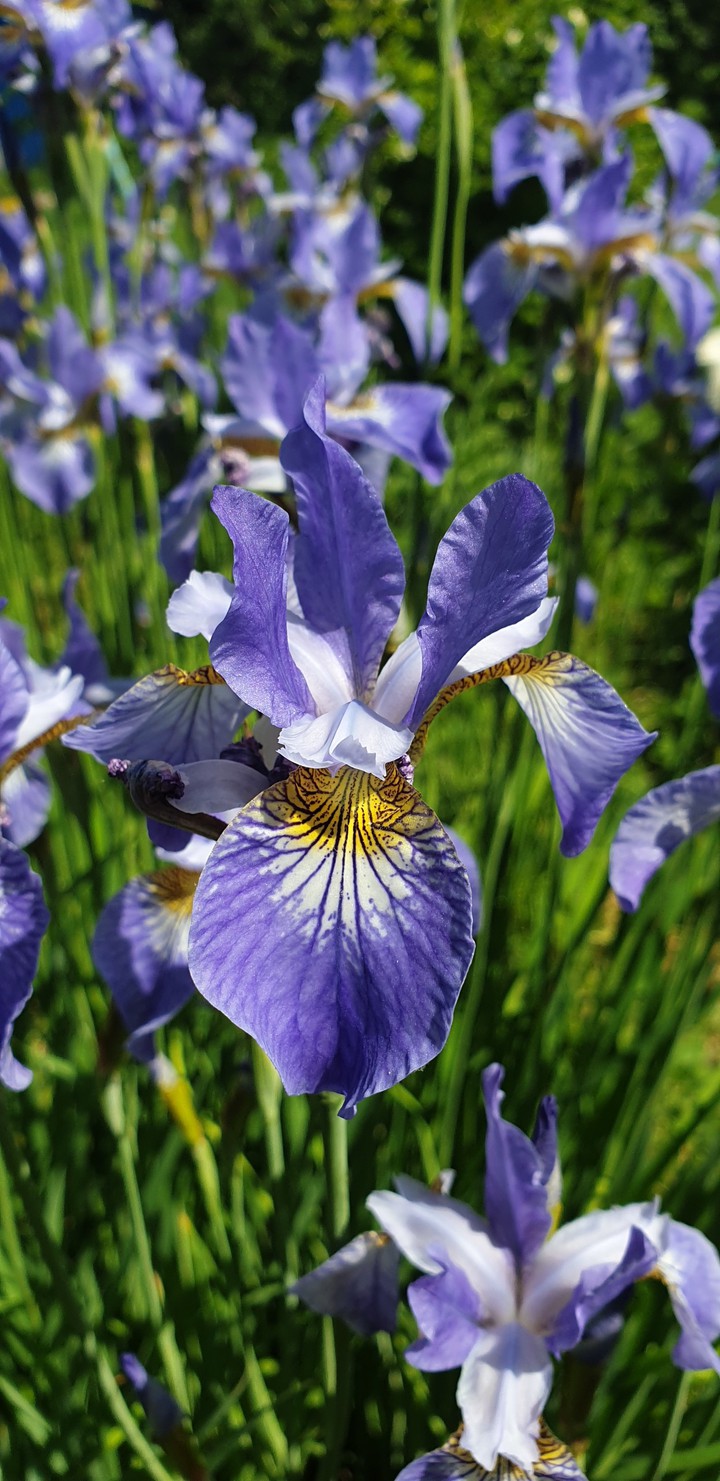 Iris