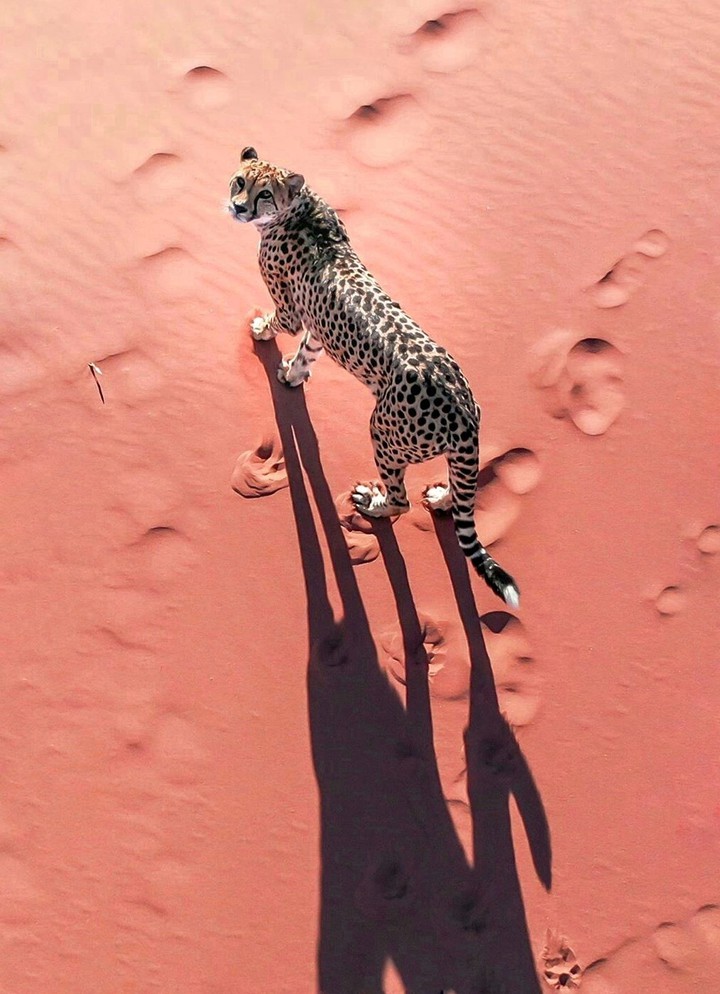 Cheeta