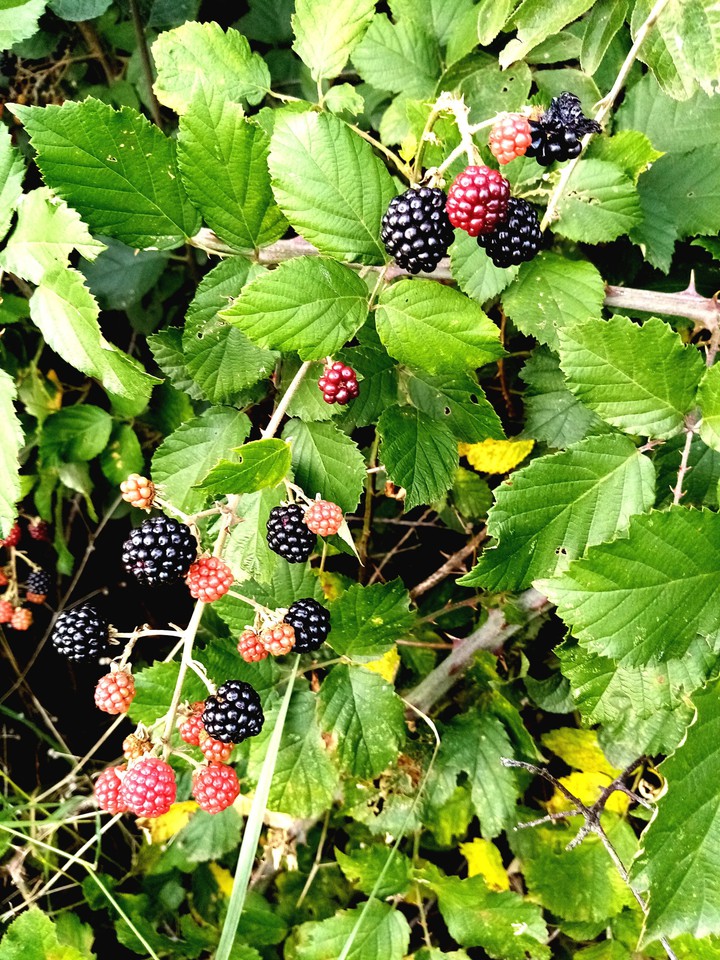 Fruits sauvages de saison !