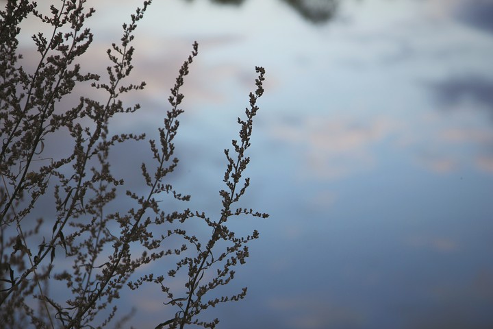 plants