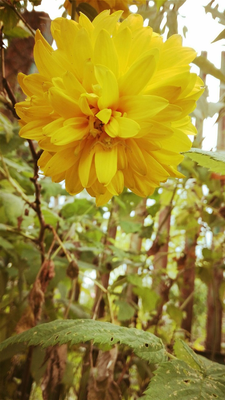 yellow