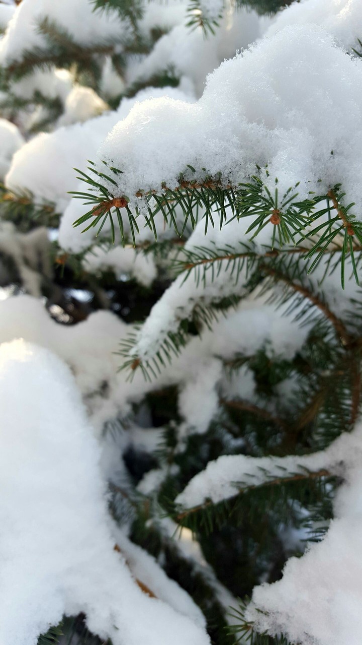 Snowy spruce