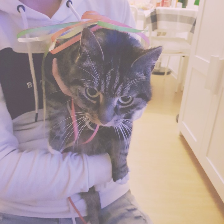 Meine Katze