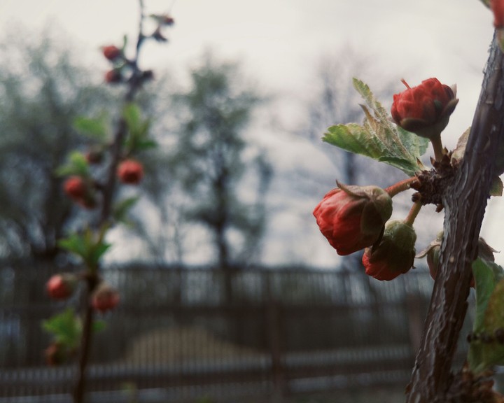 Red flowers