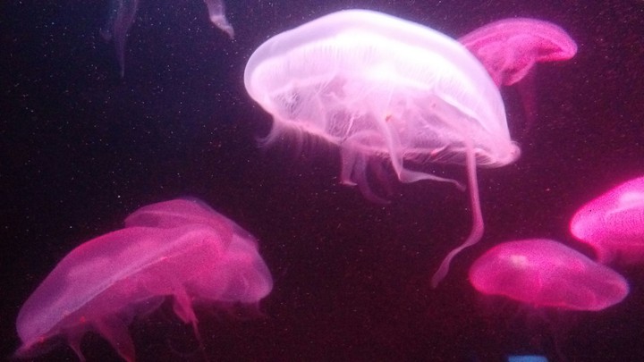 Jellyfish