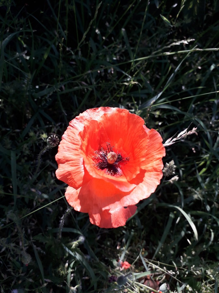 Mohn