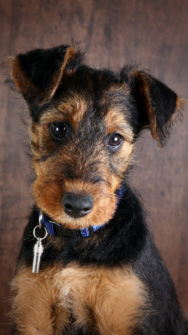 puppy