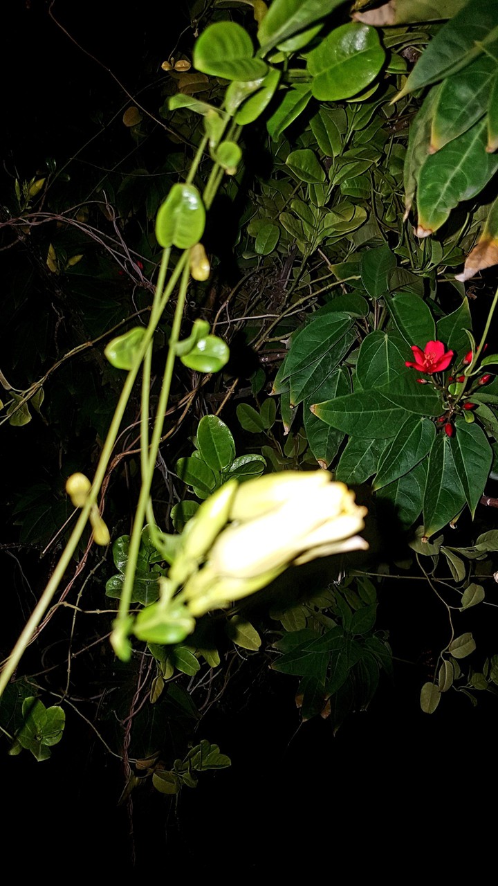 Night Flower