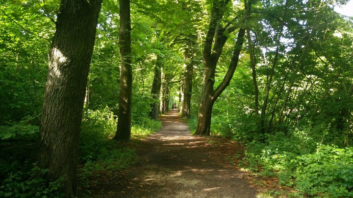Biking in the woods