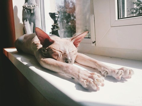 my cute cat