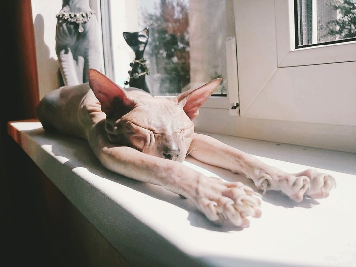 my cute cat 