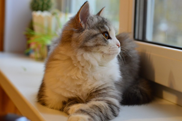 cat