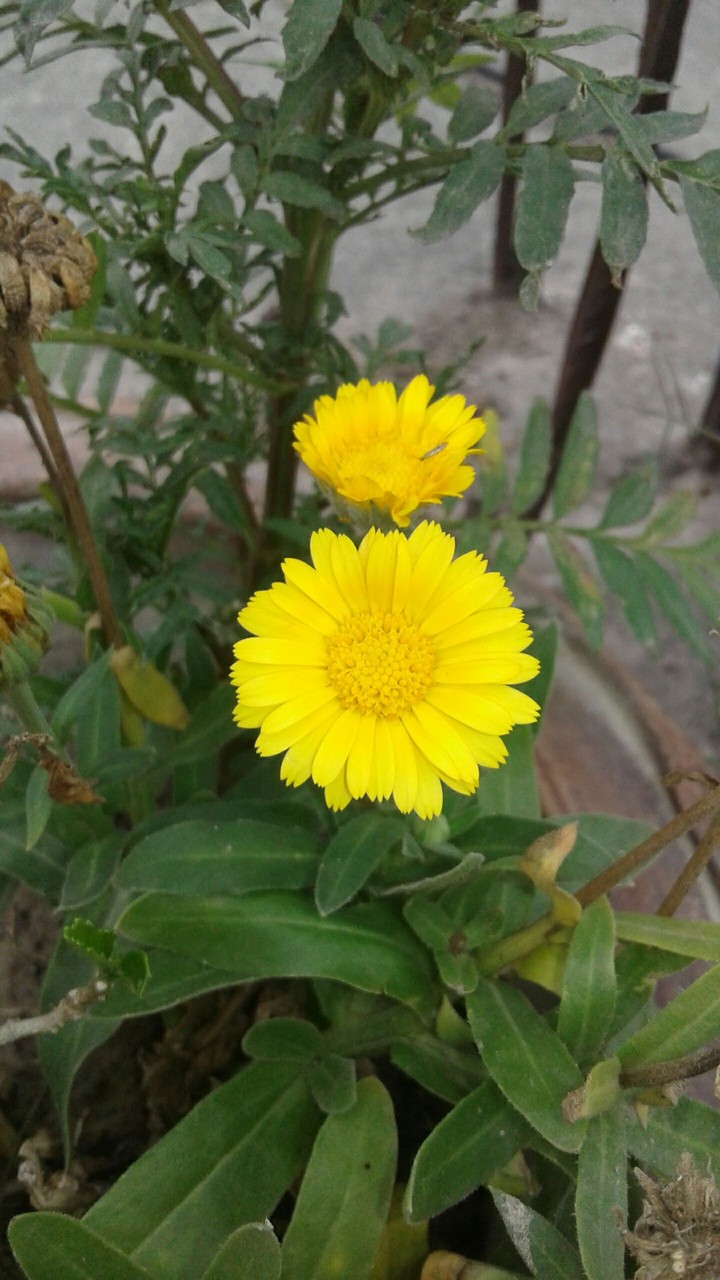 flowers