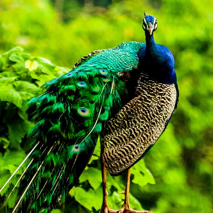 Peacock