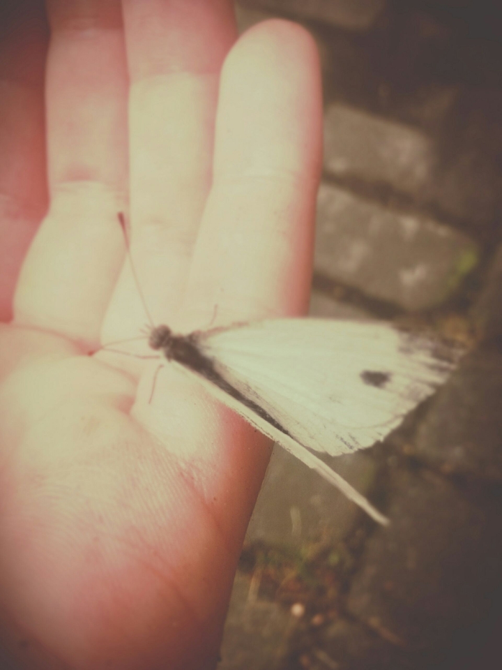 #butterfly