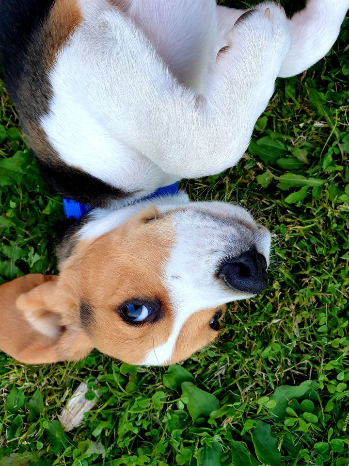 love dog 4