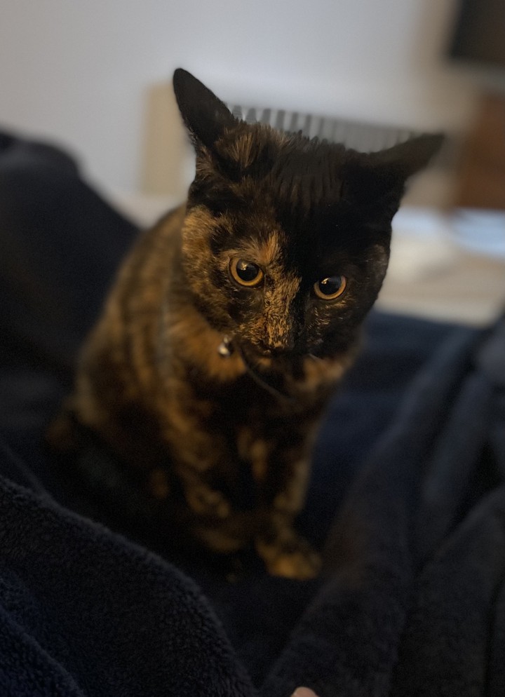 Leila