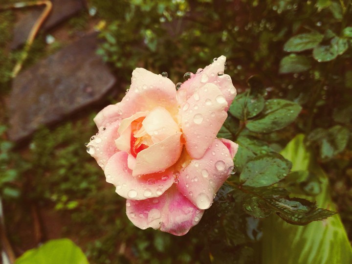 rose