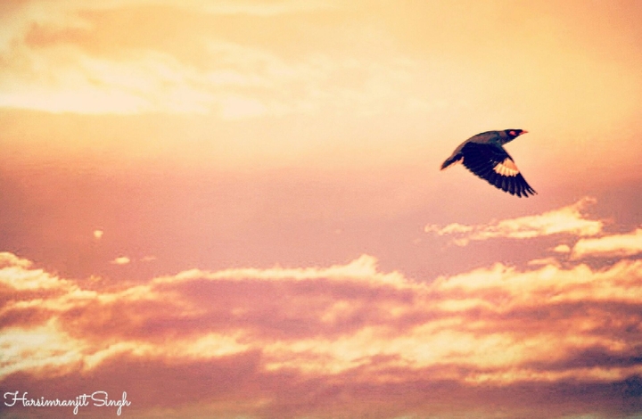 Flying high
