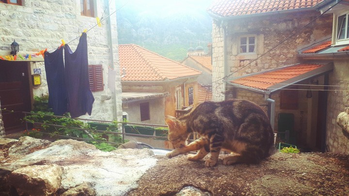 Cat Kotor