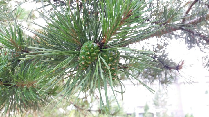 christmas tree
