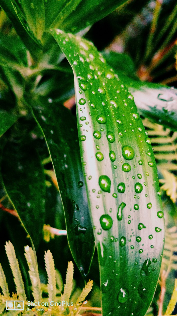 Beauty is everywhere in Nature ??