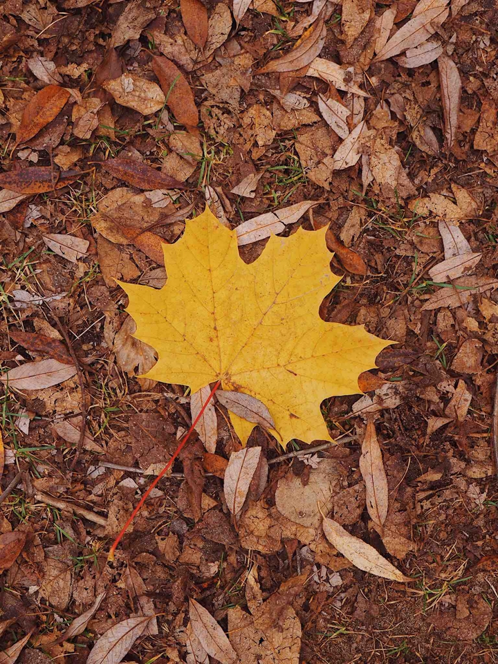 happy fall y'all