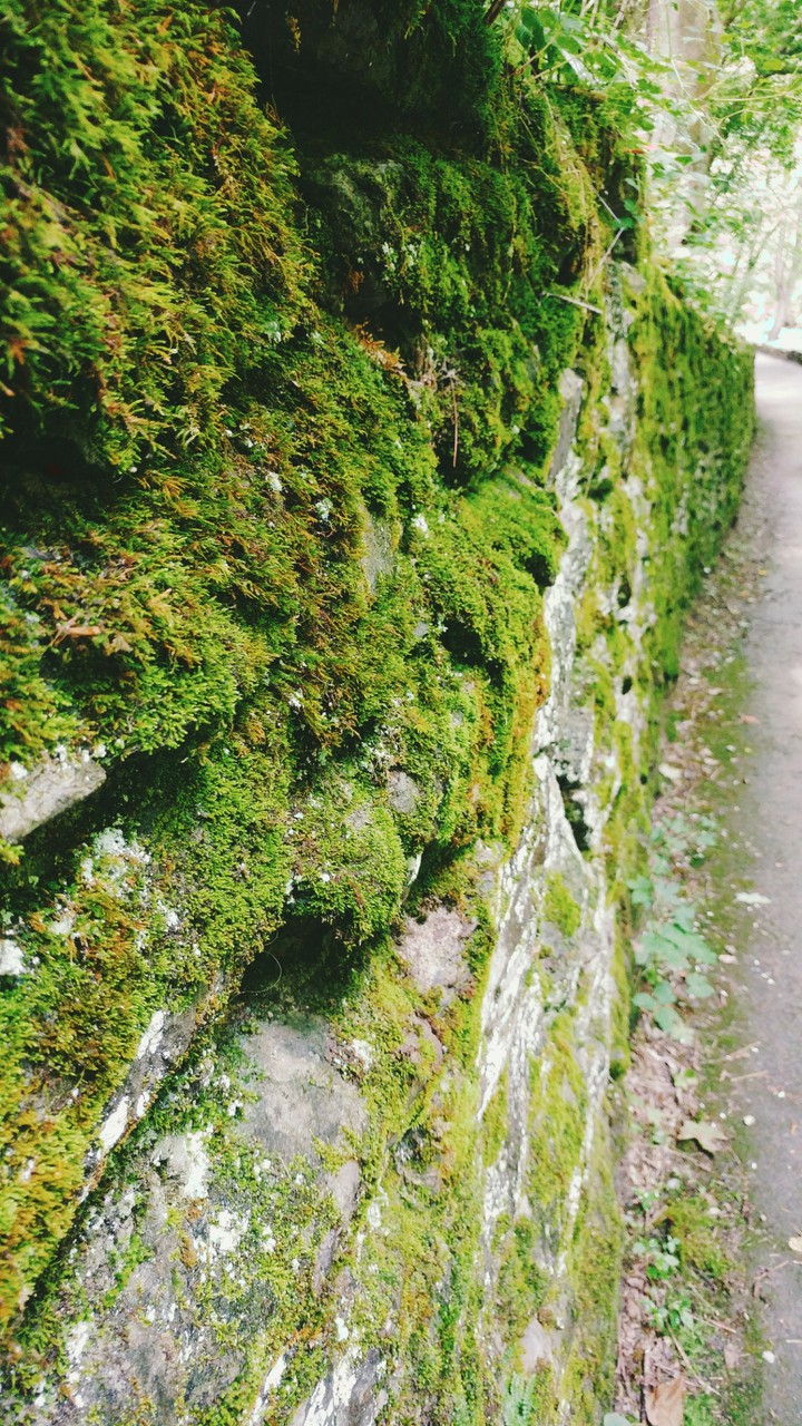Moss on Stone