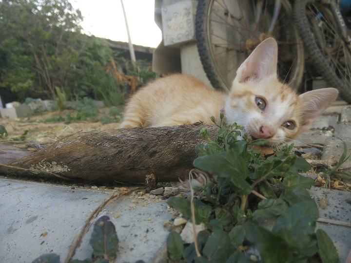 #cat #pet #cute