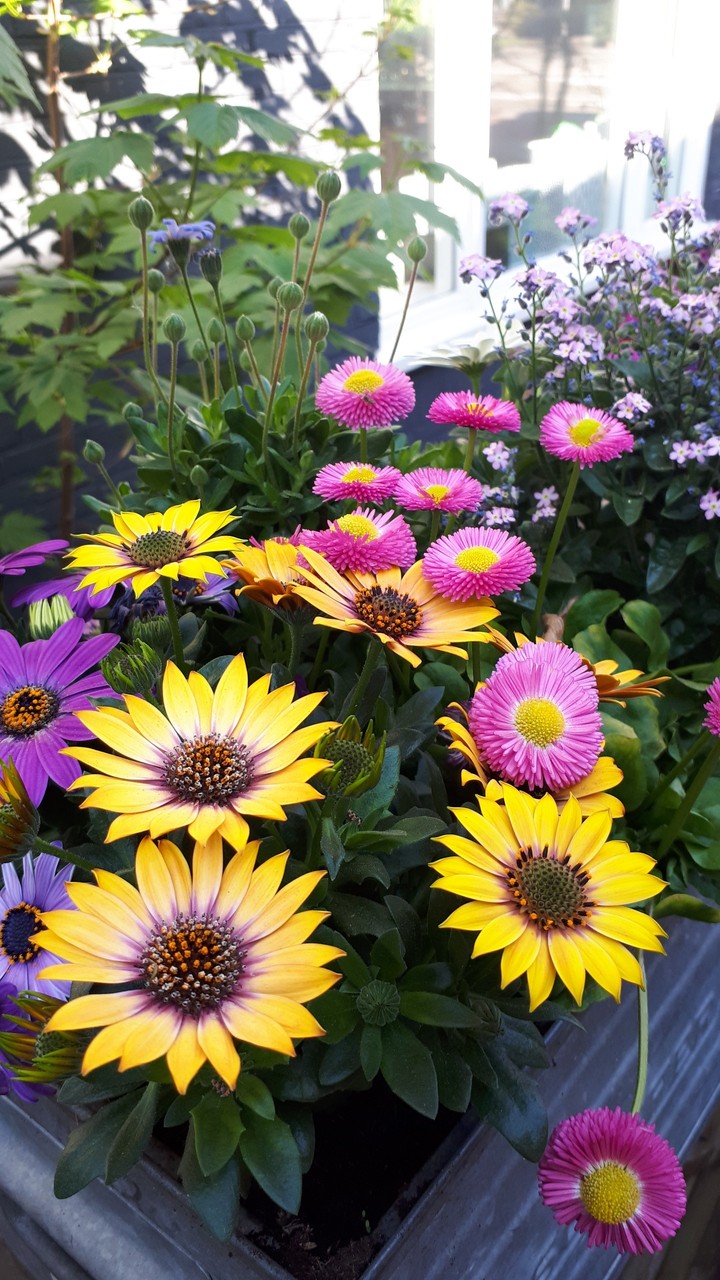 flowers