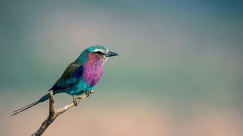lilac_breasted roller