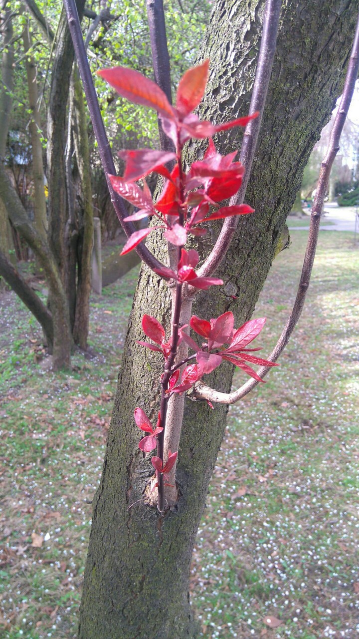 leaves