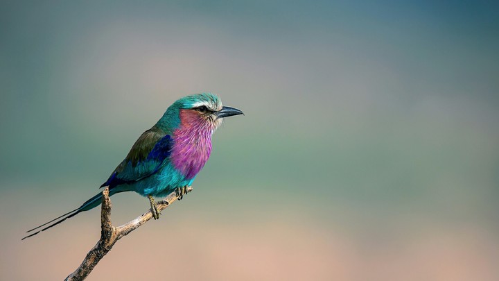 lilac_breasted roller
