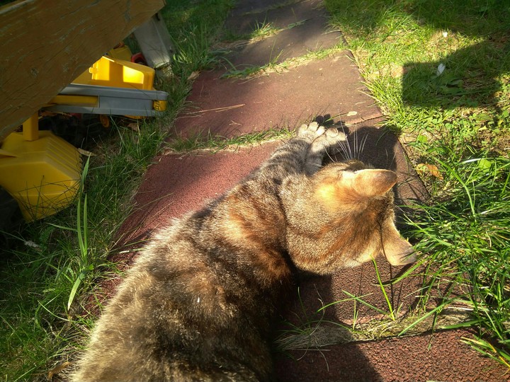 cat