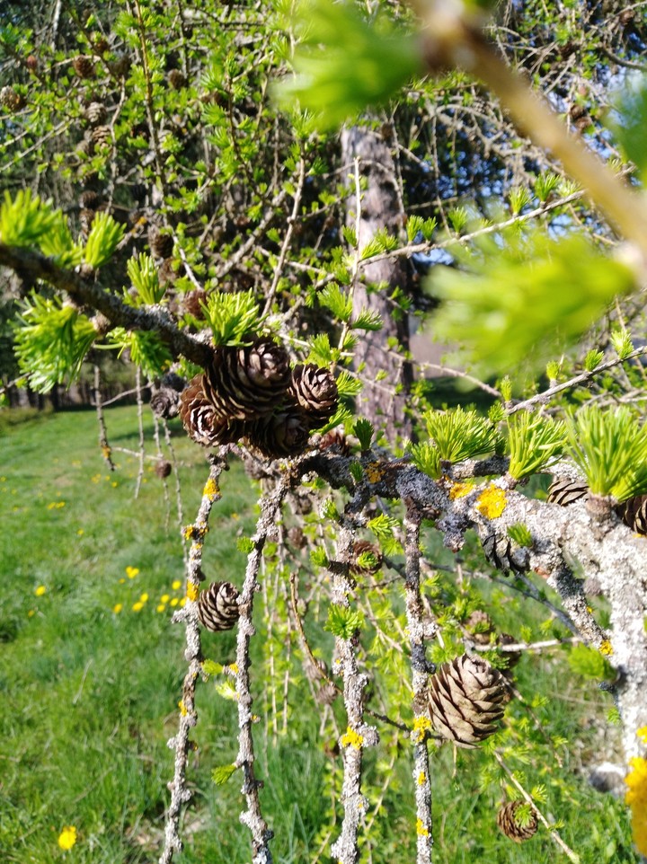 finalmente primavera