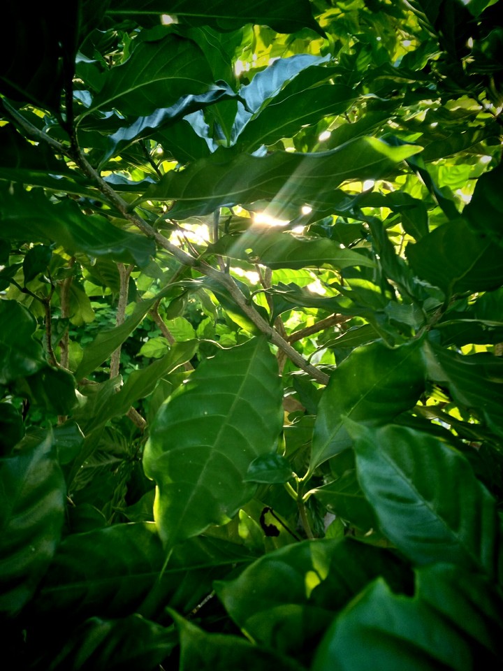 The Leaves And The Sun
